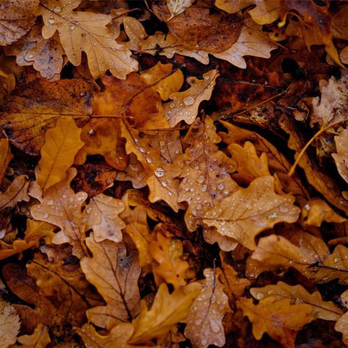 Faux Rook Piercing Appointment